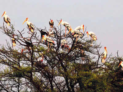 Keoladeo national park india bird hi-res stock photography and images -  Alamy