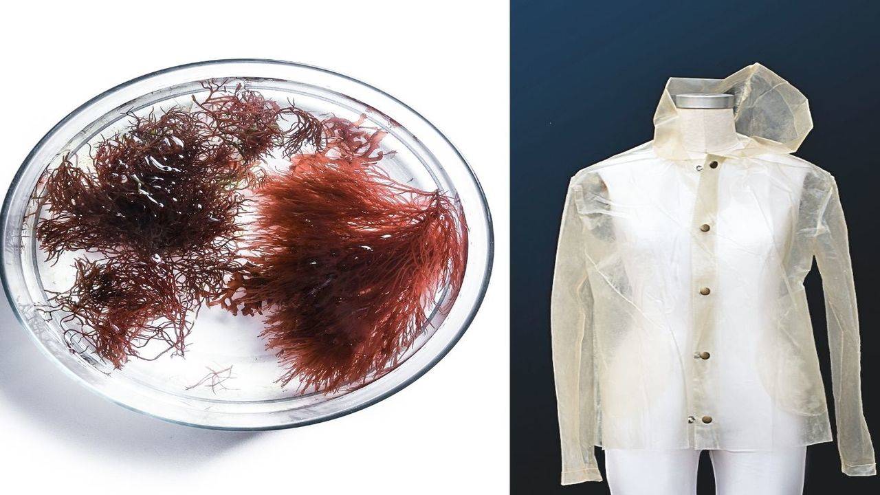 Microbiologist Fashion Designer Makes Milk Clothes (Video)