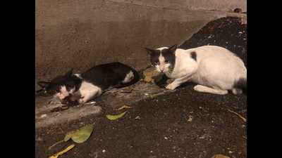 Mumbai: Compassion shown by this cat impresses animal lovers at Malabar Hill