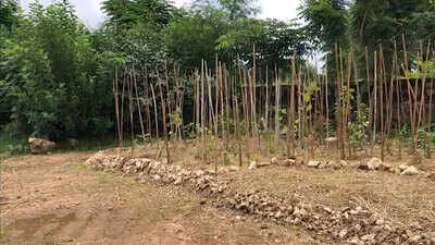 Udaipur residents grow 'mini forests' to keep city green