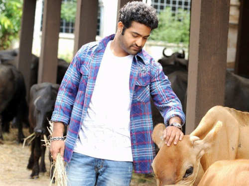 10 Years for Brindavanam: 5 reasons why this Jr NTR starrer is a complete  entertainment package | The Times of India