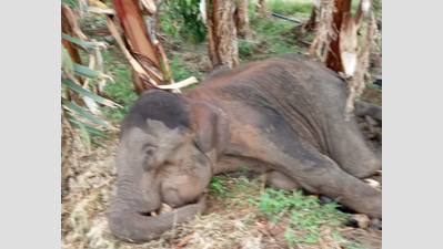 Elephant calf found dead in TN’s Tirunelveli district