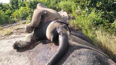 Another elephant dead in Chhattisgarh, 12th in five months