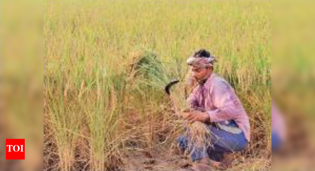 Over 11,000 tillers, other categories occupying land to get proprietary