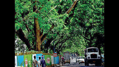 Govt notifies intent to turn large part of Aarey into reserved forest, settle claims
