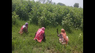 Problems faced by Punjab women farmers in getting benefits of technology in agriculture