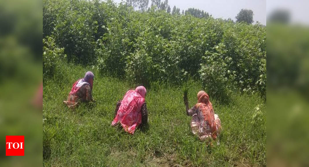 Problems Faced By Punjab Women Farmers In Getting Benefits Of 