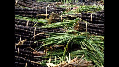 Uttar Pradesh may produce ethanol directly from sugarcane juice