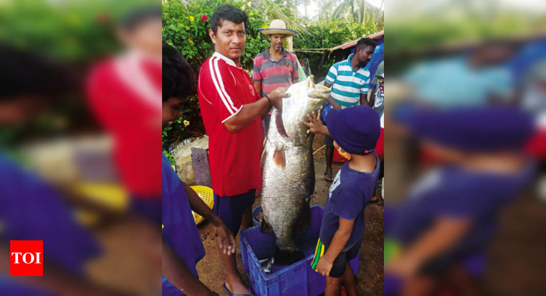 Cacra fisherman hauls 30kg 'chonak' in Zuari