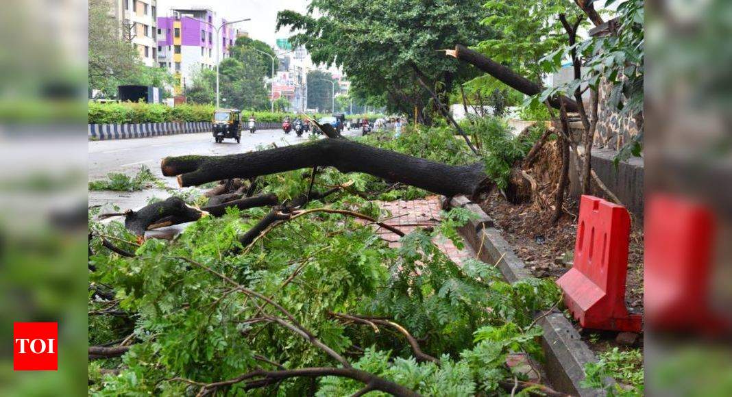 Maha: Rains claim 47 lives, crops suffer damage