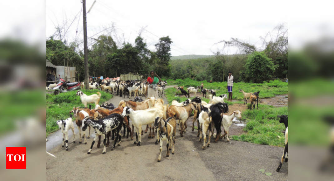 From seafarers to engineers, Goa sees animal farming rise amid pandemic ...