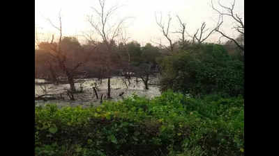 Goa: Mangrove policy may focus on eco-tourism