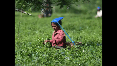 CPM wants Tamil Nadu govt to hike tea estate wages to match with those in Kerala