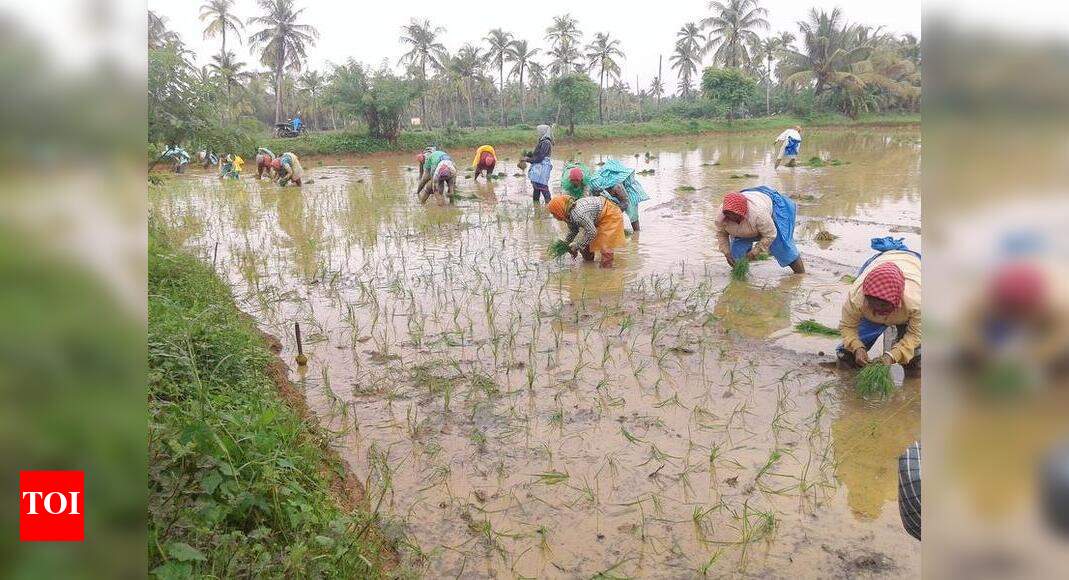 Koppal district hopes for revival in farm sector with agri varsity Koppal district hopes for revival in farm sector with agri varsity