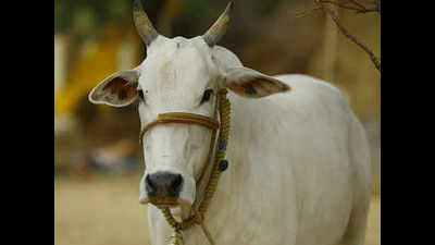 Ludhiana MC spent Rs 5 crore on stray cattle in three years, yet no respite on roads