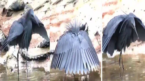 umbrella bird's umbrella