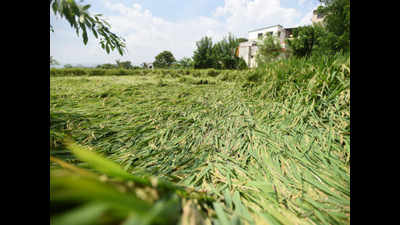 Retreating rains destroyed 7 lakh ha of harvest-ready crops in Maharashtra