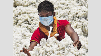 Fresh cotton supply breathes new life into ginning units in MP
