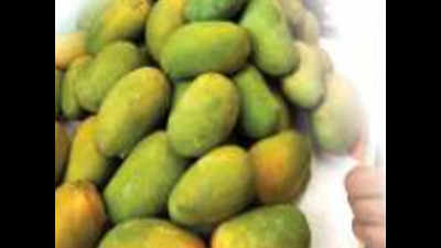 Gujarat: Navsari kesar mango growers pin hope on new Atmanirbhar scheme