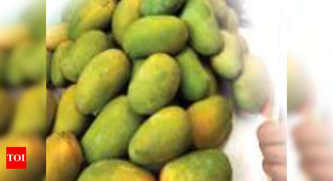 Gujarat: Navsari kesar mango growers pin hope on new Atmanirbhar scheme ...