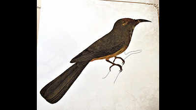 Book to showcase birds that lived in Kolkata 200 years ago
