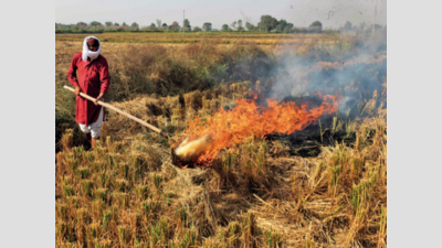 698 straw burning cases take count past 7,000 in Punjab