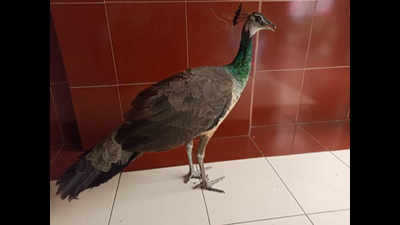 Adult peahen attacked by crows, rescued from Thane society