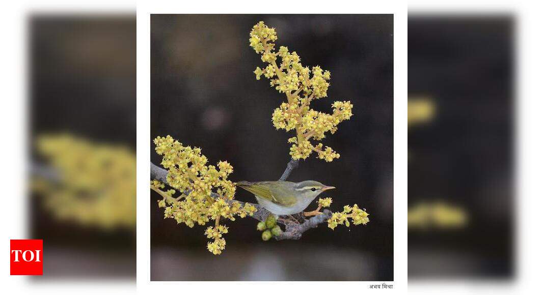 Dehradun smart city website image