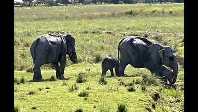 Assam's Kaziranga National Park reopens after 7 months