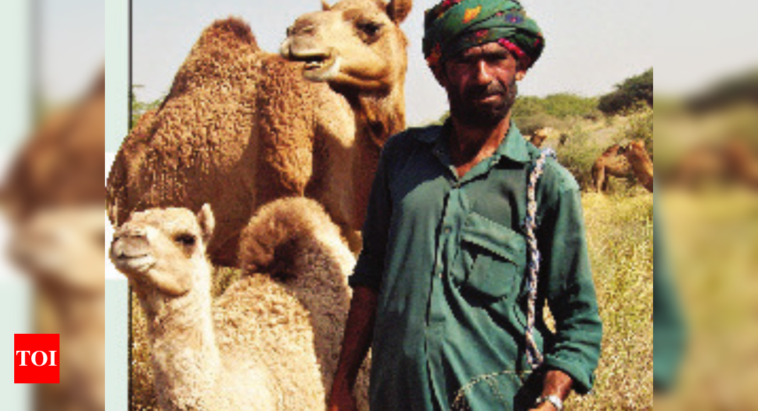 Amul forays into camel milk ice-cream, powder