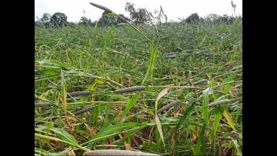 Crops on 71 pc land in Thane damaged in rains: Maharashtra minister