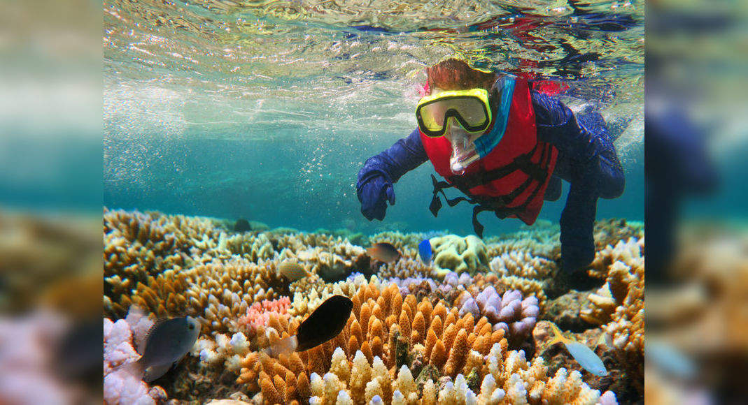 In the past 30 years, the Great Barrier Reef has lost almost 50% of its ...