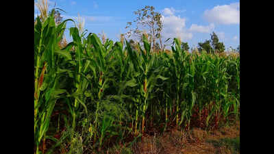 Telangana to buy maize at Rs 1,850/quintal