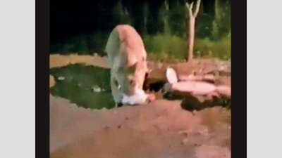 2018 video of luring lion with bait resurfaces