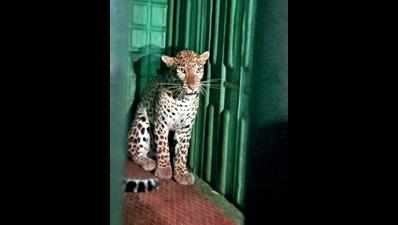 Surat: Forest team rescuing ‘man-eater’ leopard attacked