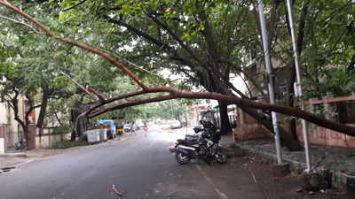 Tree fallen Blocking the Coastal Road. - Times of India