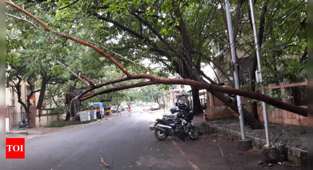 Tree Fallen Blocking The Coastal Road. - Times Of India