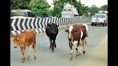 Madurai: No respite to stray cattle menace as commuters suffer
