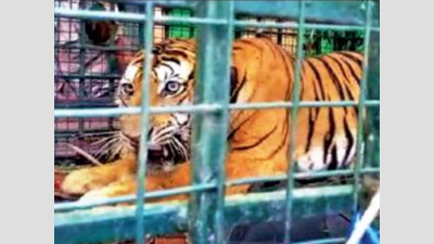 Tiger which spread panic in Wayanad district trapped