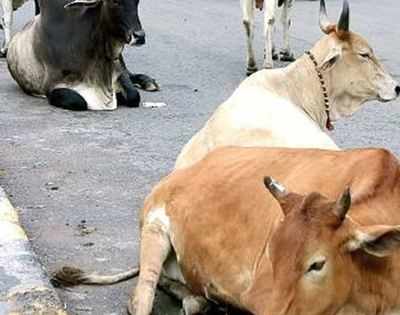 UP Prevention of Cow Slaughter Act being misused, says Allahabad high ...