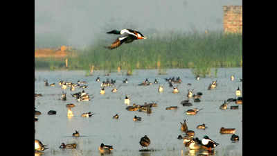 Karnala bird sanctuary proposes Rs 11.7 crore revamp to boost tourism
