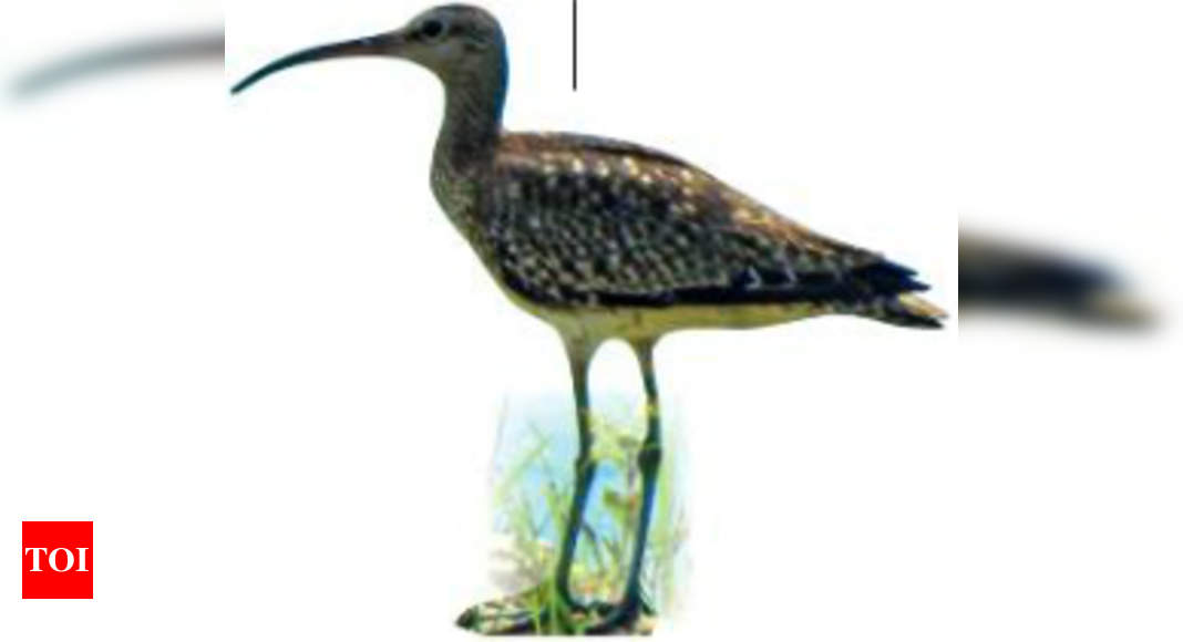 Three rare migratory birds spotted in Salem | Salem News - Times of India