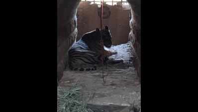 Dreaded Rajura tiger finally trapped