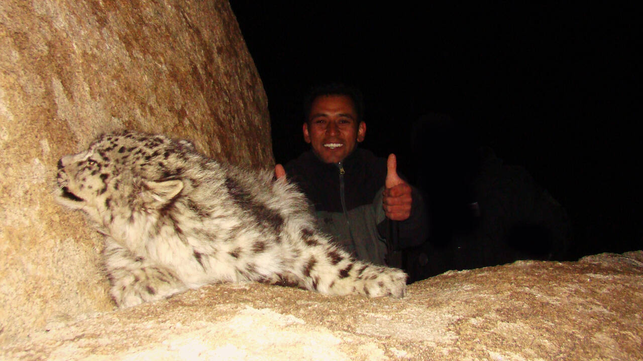 He has rescued 47 snow leopards in 20 years | India News - Times of India