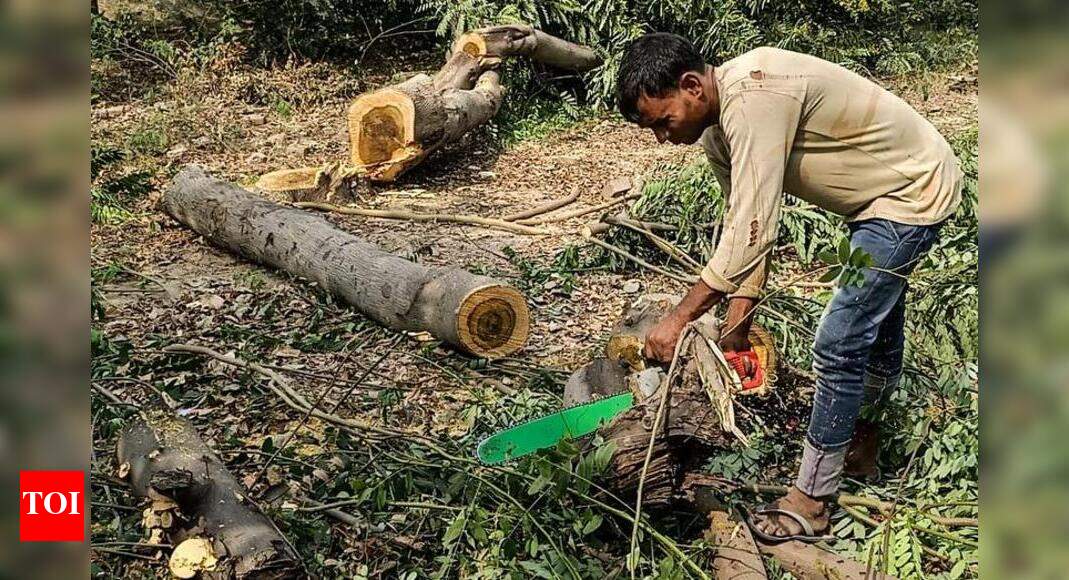 Gurugram Greens oppose move to cut 2,000 trees for expressway Gurgaon News Times of India