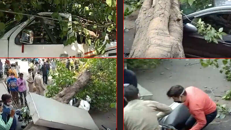 MP: 70-year-old tree falls, nearly a dozen vehicles damaged in Indore