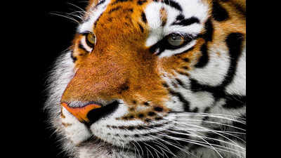 Captured tiger moved to Neyyar Lion Safari Park
