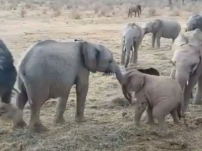 2-month-old elephant or 'little menace' fights with older ones and video is just adorable