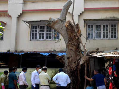 Maharashtra: Navi Mumbai's lone surviving Baobab tree chopped down in Vashi