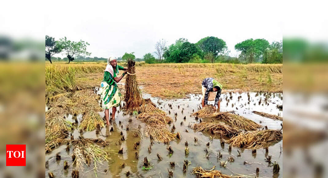 Rain hits crops in 3.8 lakh ha in Solapur & 2.3 lakh ha in Nashik ...